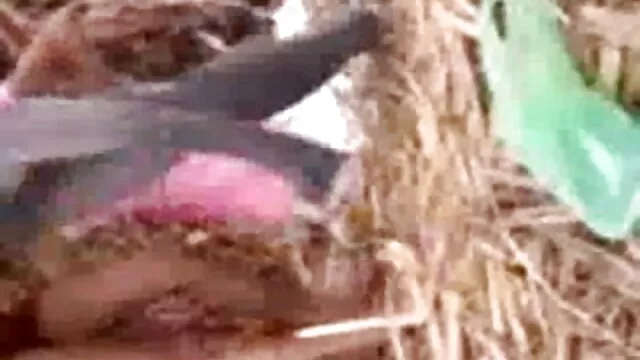 मामला संचिका नर्स गुदा सेक्सी फिल्में फुल मूवी एचडी क्रूर कहानी