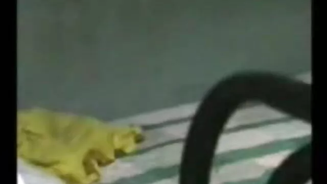 चिल्ला वीडियो सेक्सी एचडी मूवी एशले (8 अक्टूबर 2014)