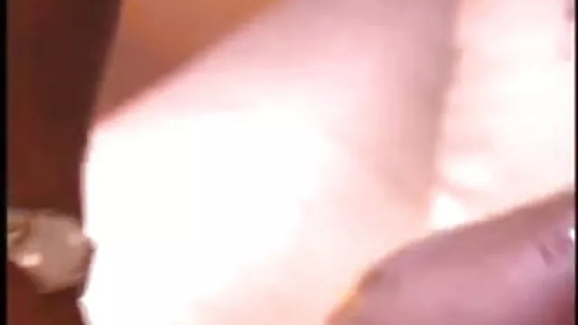 बिल्ली झगड़े अश्लील